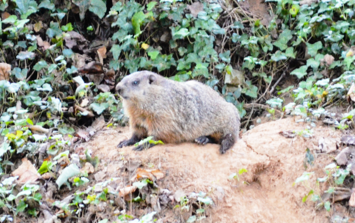 Wildlife Rambles: The Groundhog