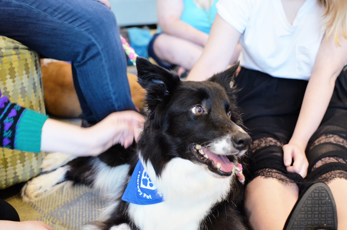 Love on a Leash Sponsors Therapy Dogs for Salem Students
