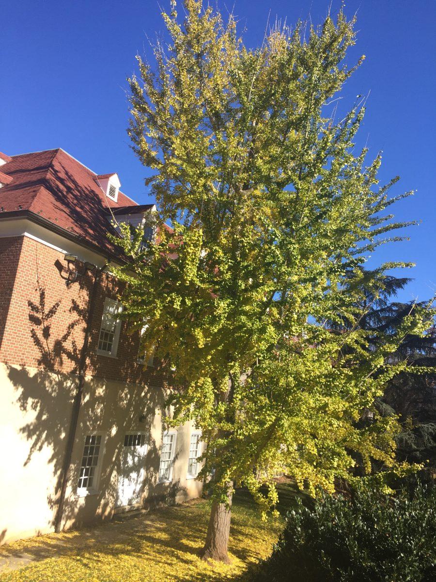 Wildlife Rambles: Ginkgo Tree