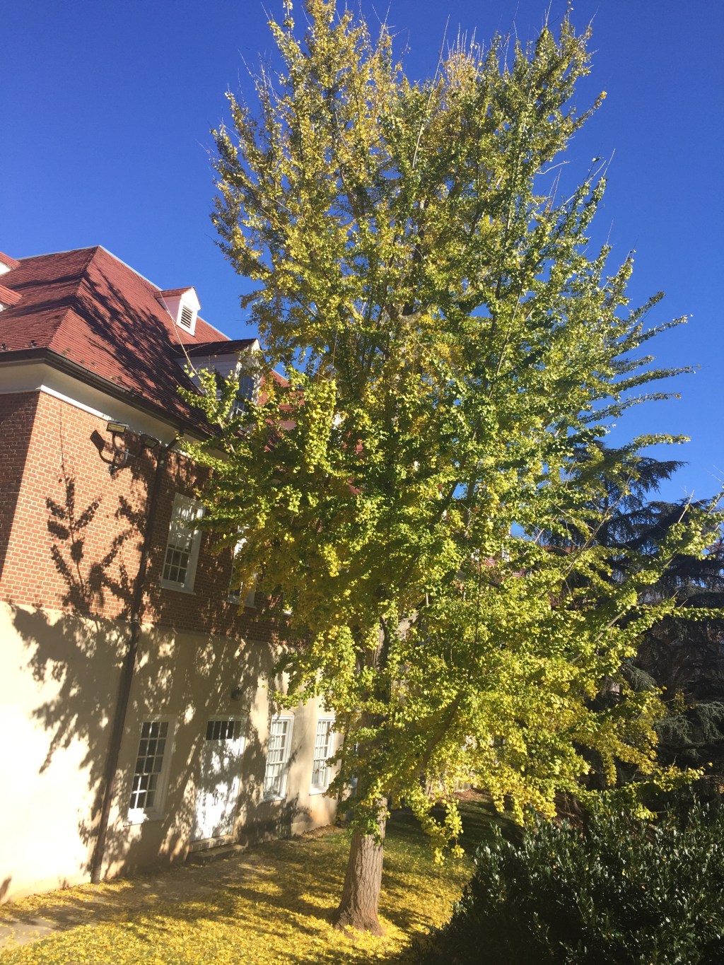 Wildlife Rambles: Ginkgo&nbsp;Tree