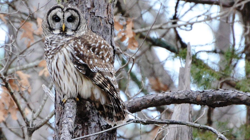Wildlife Rambles: Barred Owl