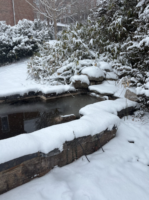 The koi pond covered in snow